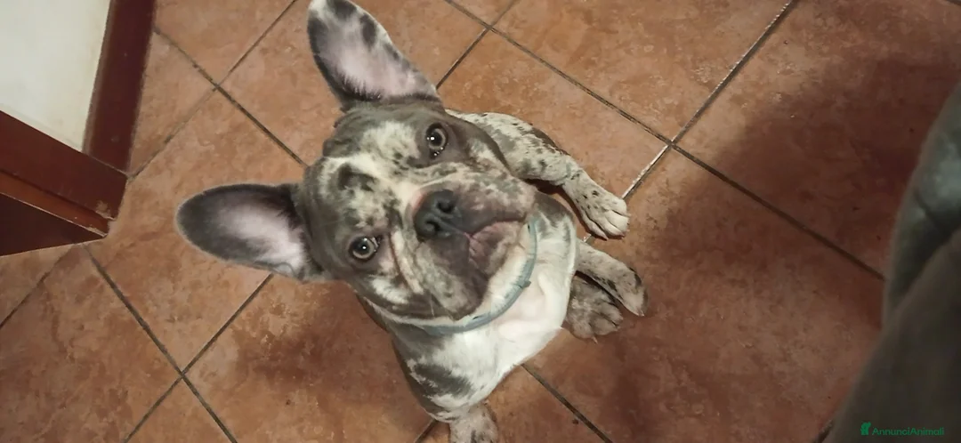 Bulldog Francese cani in vendita: 2 Bulldog francesi a Provincia di Modena - Annuncio 6