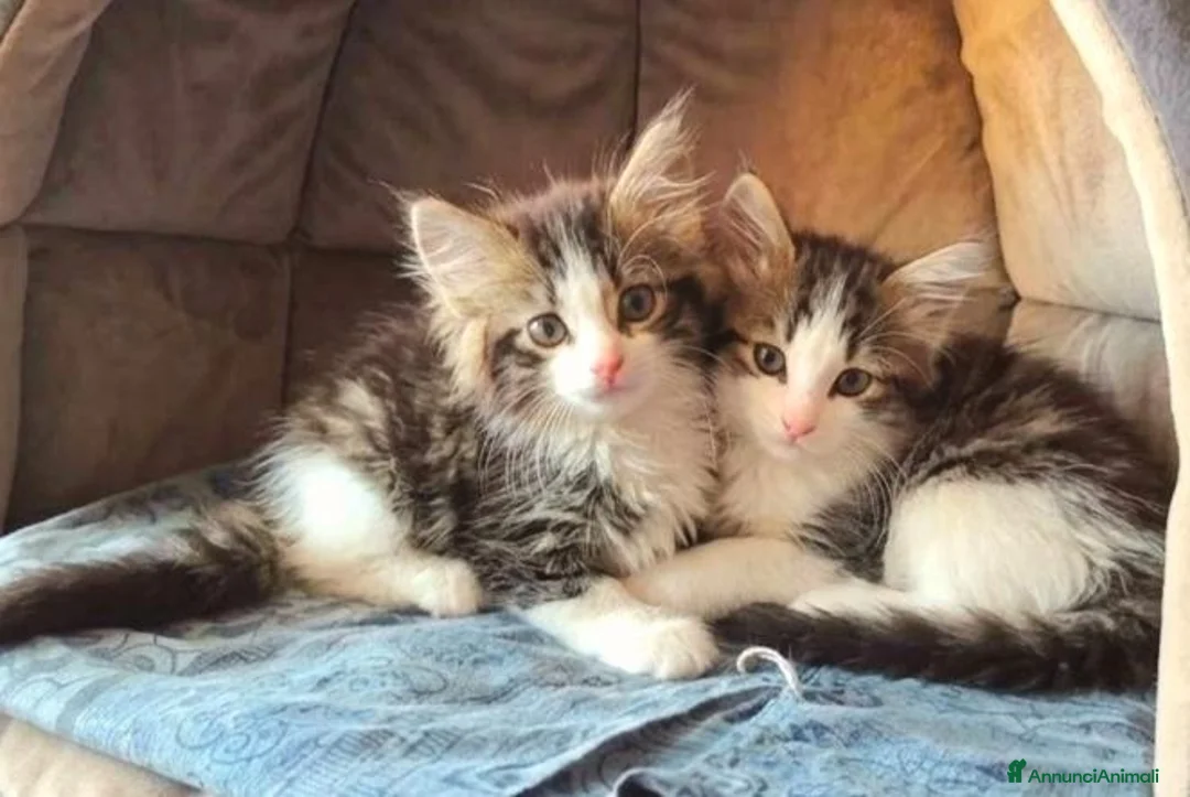 Altre razze gatti in vendita: Gattini Mix norvegese (pelo lungo)  - Annuncio 1