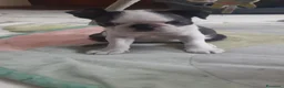 Boston Terrier cani in vendita: Cuccioli di Boston terrier con pedigree  - Annuncio 7