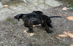 Cane Corso cani in regalo: ULLI, cucciolone CANE CORSO! Stupendo - Immagine 2