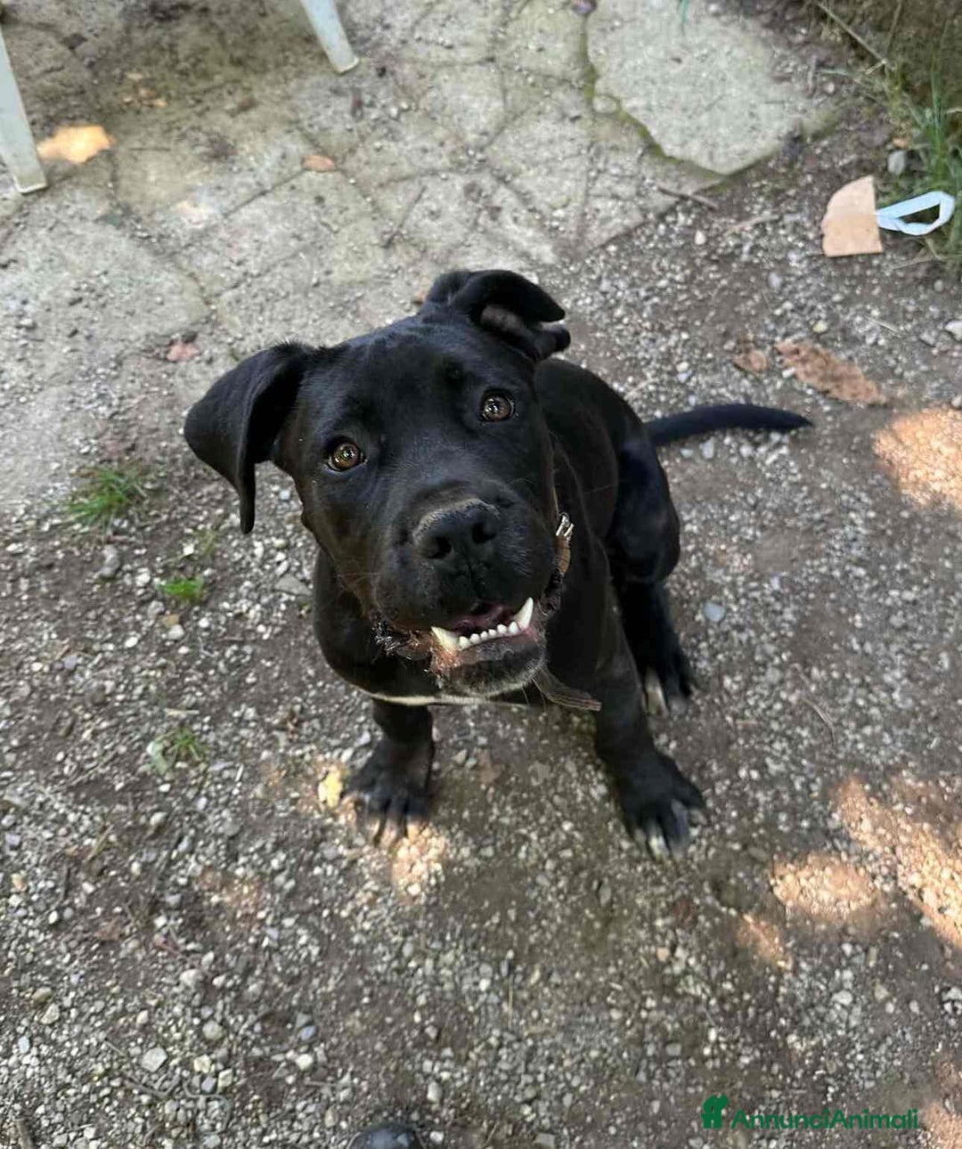 Cane Corso cani in regalo: ULLI, cucciolone CANE CORSO! Stupendo - Immagine 2