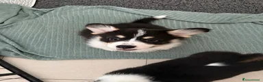 Corgi Pembroke Cucciolo 2