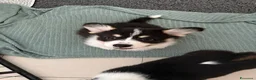 Corgi Pembroke cani in vendita: Cucciolata corgi Pembroke nata il 30-05-2026 - Annuncio 2