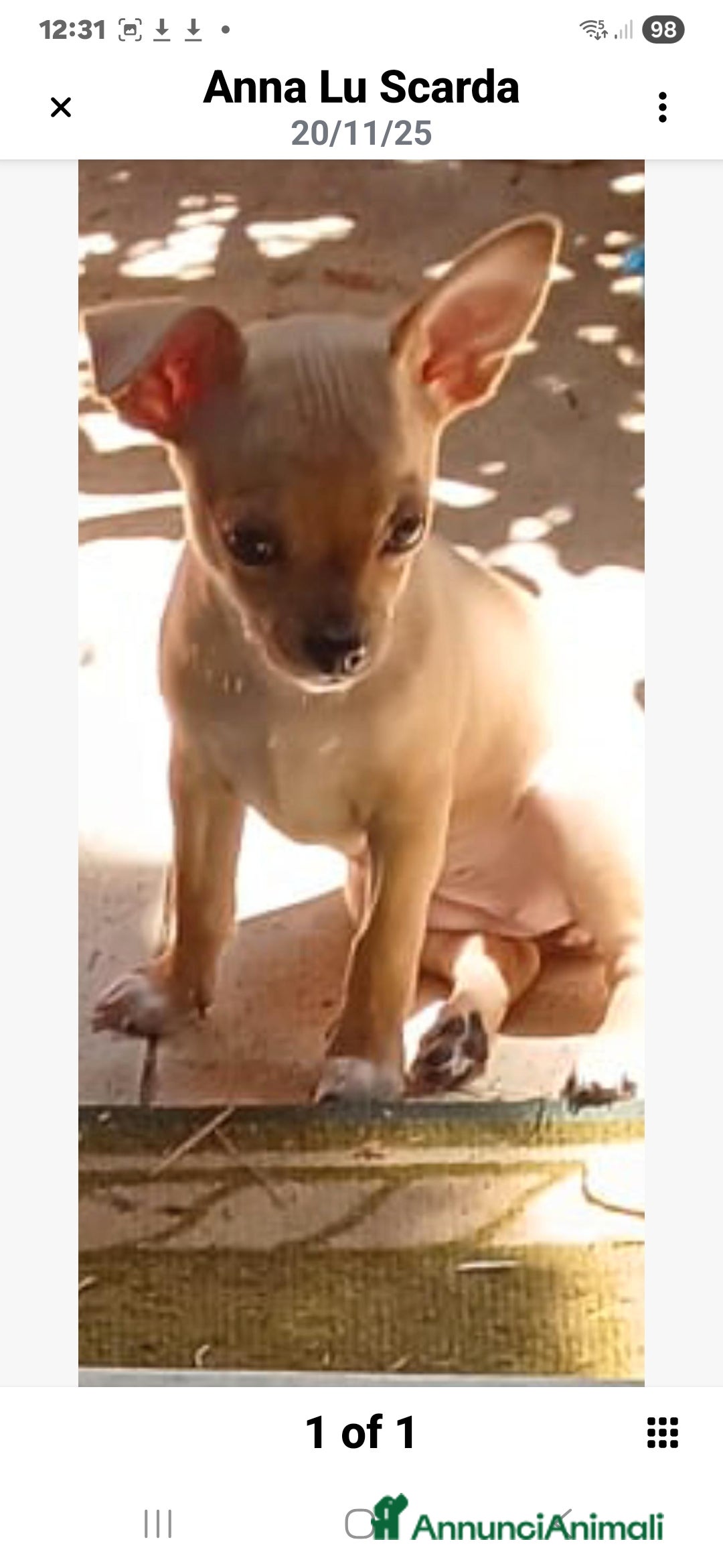 Chihuahua cani in vendita: Cuccioli di Chihuahua - Annuncio 17