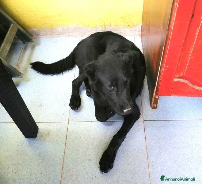 Labrador cani Margot, cucciola simil labrador - Annuncio 14
