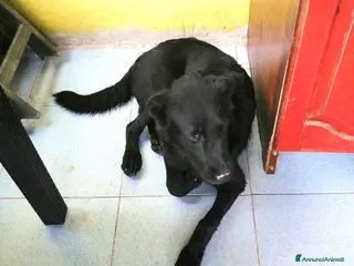 Labrador cani Margot, cucciola simil labrador - Annuncio 5