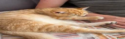 Scottish gatti in vendita: Cuccioli Scottih Straight  a Provincia di Pordenone - Annuncio 2
