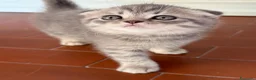 Scottish gatti in vendita: Disponibile  - Annuncio 5