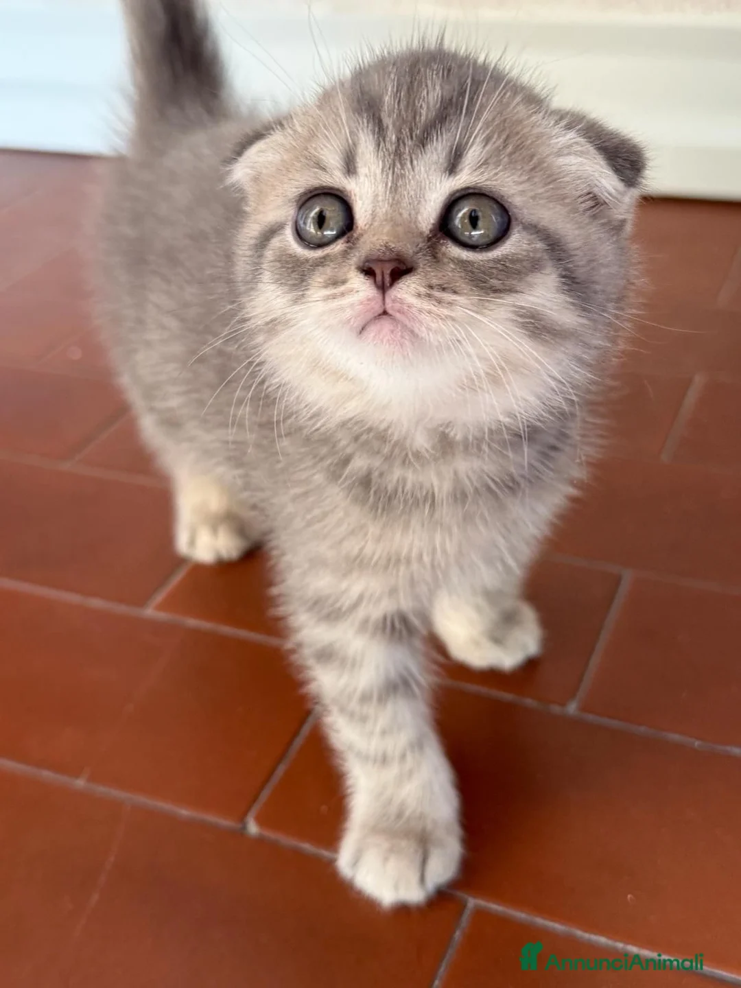 Scottish gatti in vendita: Disponibile  - Annuncio 5
