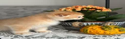 Scottish gatti in vendita: Gattini Scottish Golden  - Annuncio 9