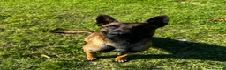 Pastore Belga cani in vendita: pastor belga malinois da monta - Annuncio 3