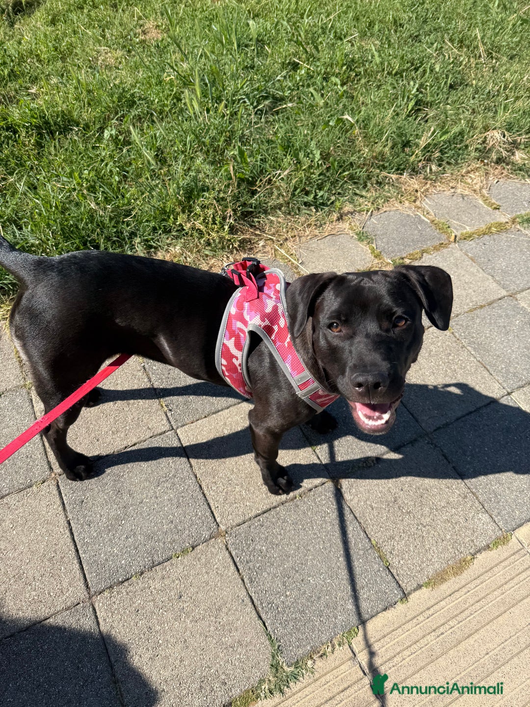 Meticcio cani in regalo: Tara, cucciola a Roma  - Annuncio 1