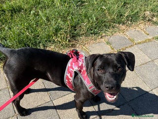 Meticcio cani Tara, cucciola a Roma - Annuncio 30