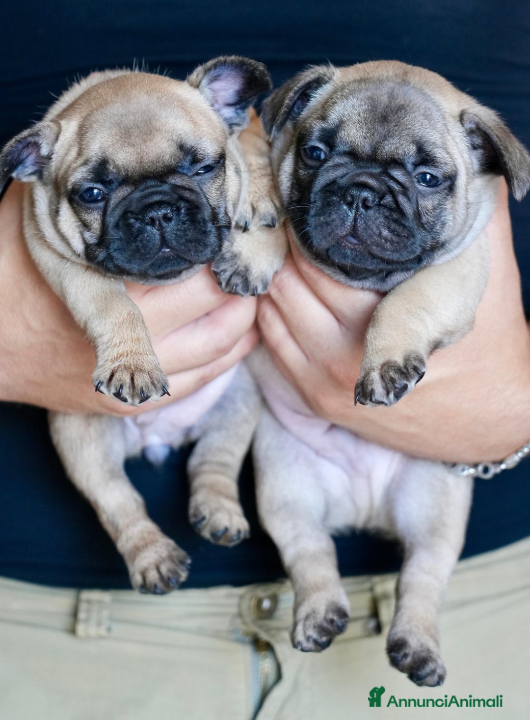 Bulldog Francese cani in vendita: Bulldog francese  a Provincia di Ascoli Piceno - Immagine 3