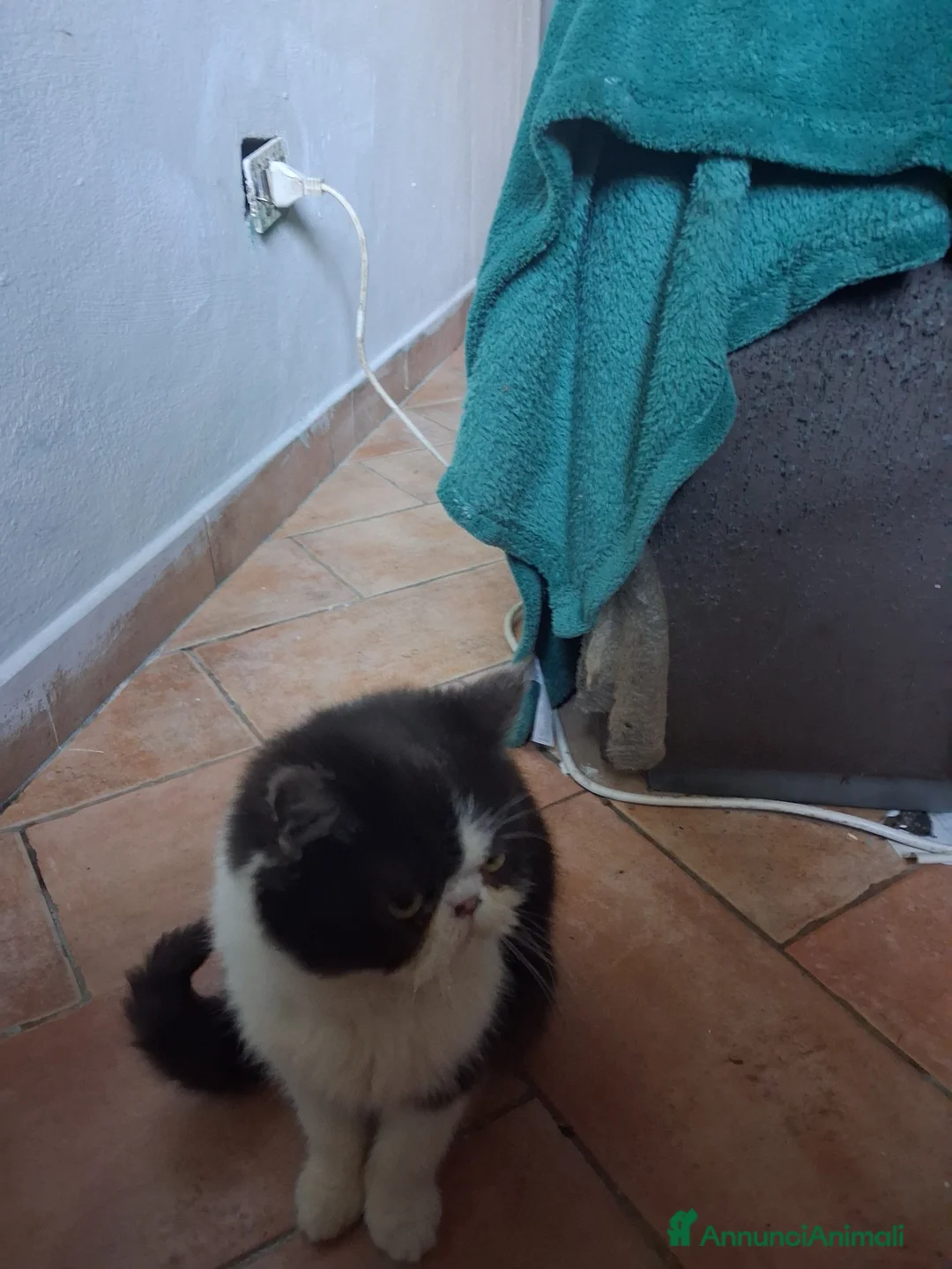 Exotic Shorthair gatti in vendita: Exotic shorthair cucciolo - Annuncio 6
