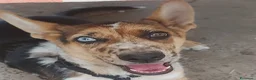 Meticcio cani in regalo: Cucciolo  a Provincia di Cuneo - Annuncio 3