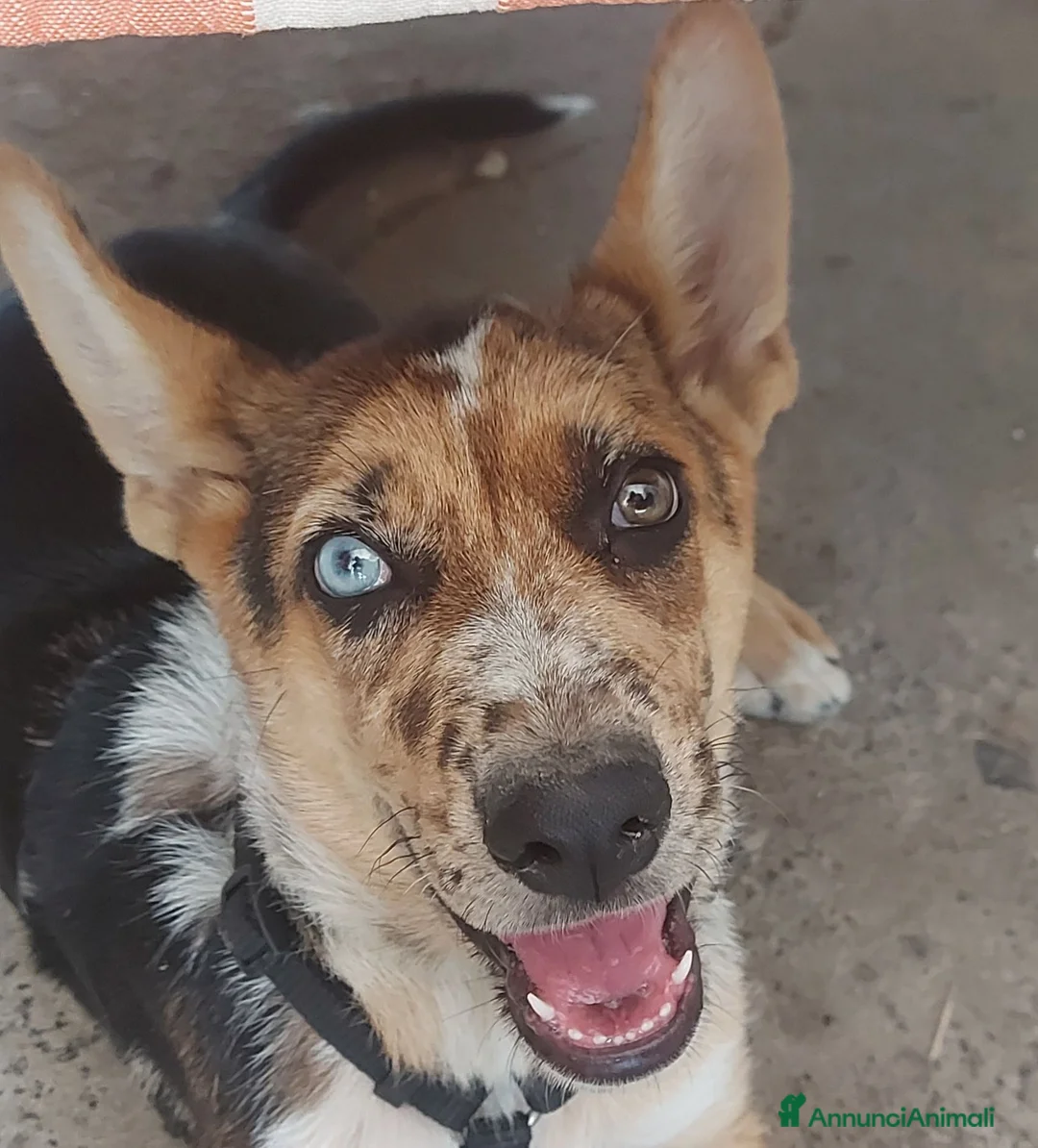 Meticcio cani in regalo: Cucciolo  a Provincia di Cuneo - Annuncio 3