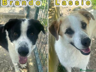 Meticcio cani BRANDO e LASSIE sempre insieme - Annuncio 4