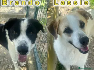 Meticcio cani BRANDO e LASSIE sempre insieme - Annuncio 19
