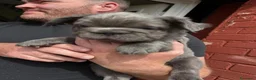 Bulldog Francese cani in vendita: Splendidi cuccioli di Bulldog francese a Città metropolitana di Milano - Annuncio 4