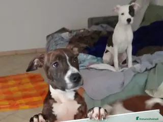 Pitbull cani Splendidi cuccioloni - Annuncio 1