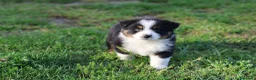 Australian Shepherd cani in vendita: Cuccioli di pastore australiano  - Annuncio 2