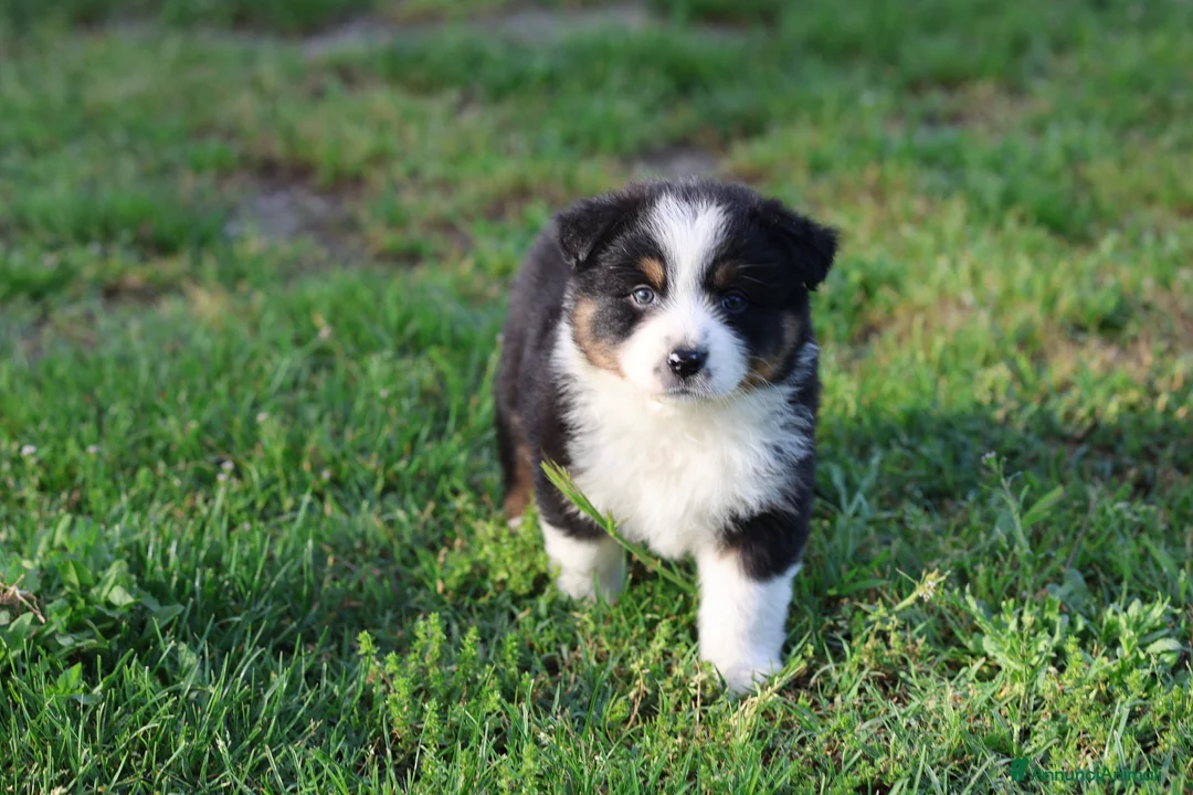 Australian Shepherd cani in vendita: Cuccioli di pastore australiano  - Annuncio 2