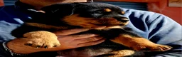 Rottweiler cani in vendita: Disponibili cuccioli rottweiler - Annuncio 18