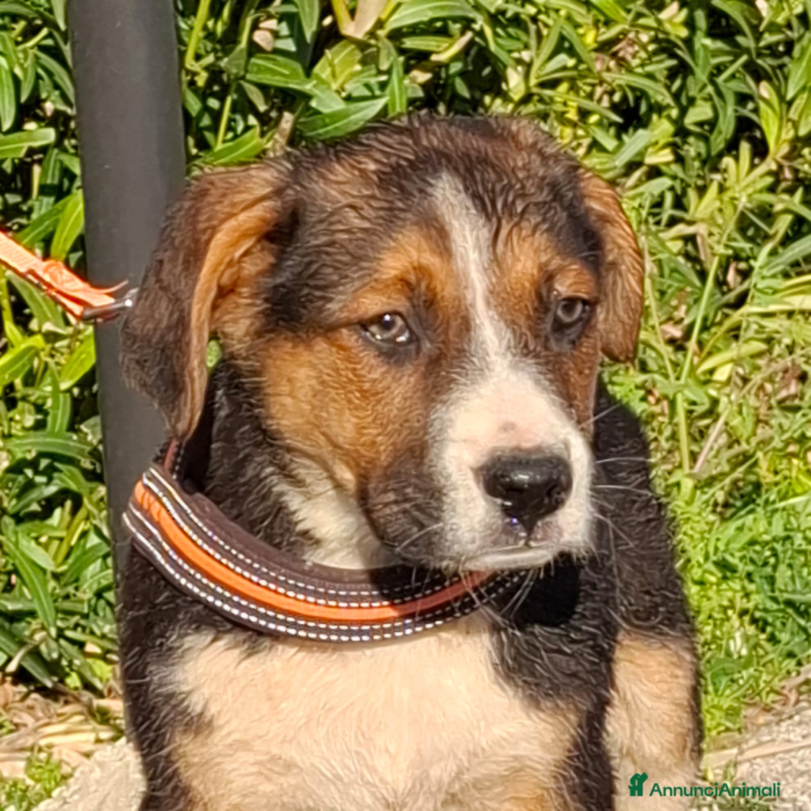 Meticcio cani Rio Cerca Famiglia. Info Monica 3890238584 - Annuncio 17
