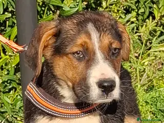 Meticcio cani Rio Cerca Famiglia. Info Monica 3890238584 - Annuncio 17