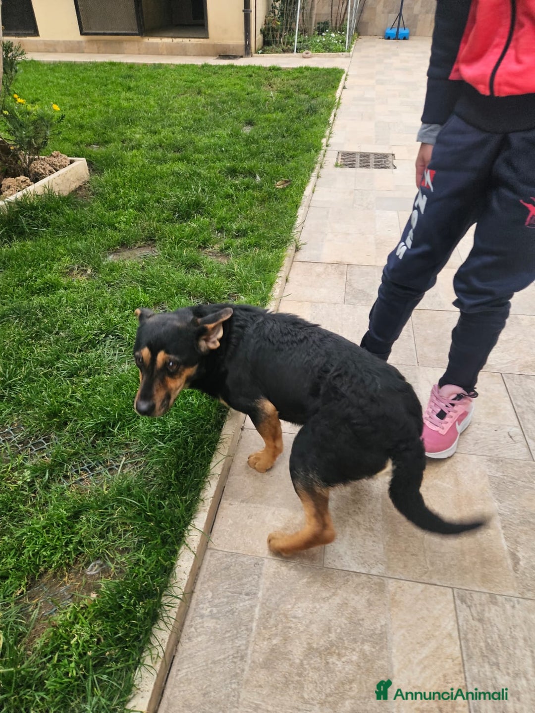 Meticcio cani in regalo: Ralph: taglia piccola socievole affettuoso  - Annuncio 5