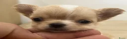 Chihuahua cani in vendita: Chihuahua maschio  - Annuncio 2