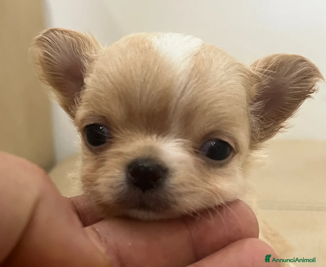 Chihuahua cani in vendita: Chihuahua maschio  - Annuncio 2
