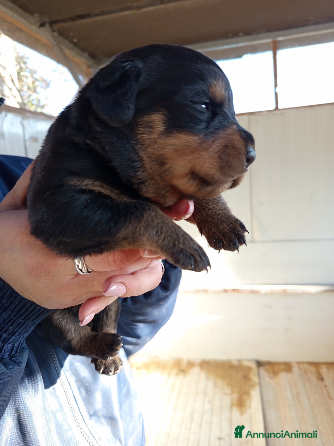 Rottweiler cani in vendita: Cuccioli rottweiler  - Annuncio 13
