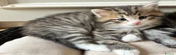 Siberiano gatti in vendita: SIBERIANO GATTINO IPOALLERGENICO  - Annuncio 15
