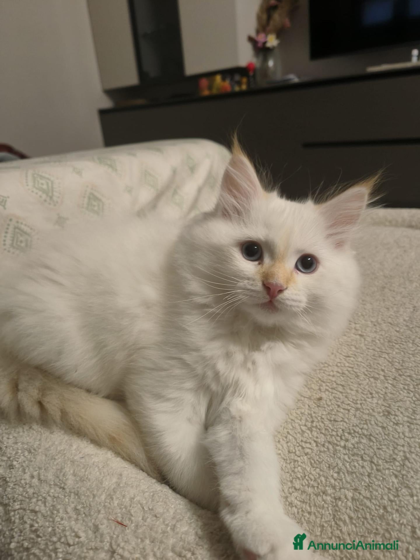 Siberiano gatti in vendita: CUCCIOLO SIBERIANO CON PEDIGREE - Annuncio 2
