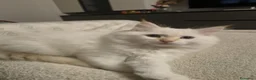 Siberiano gatti in vendita: CUCCIOLO SIBERIANO CON PEDIGREE - Annuncio 1