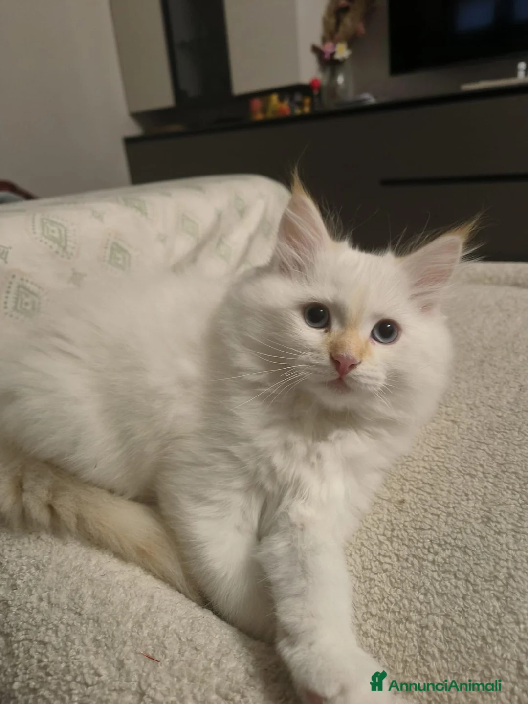 Siberiano gatti in vendita: CUCCIOLO SIBERIANO CON PEDIGREE - Annuncio 1