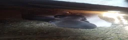 Meticcio cani in regalo: Regalo - Annuncio 8