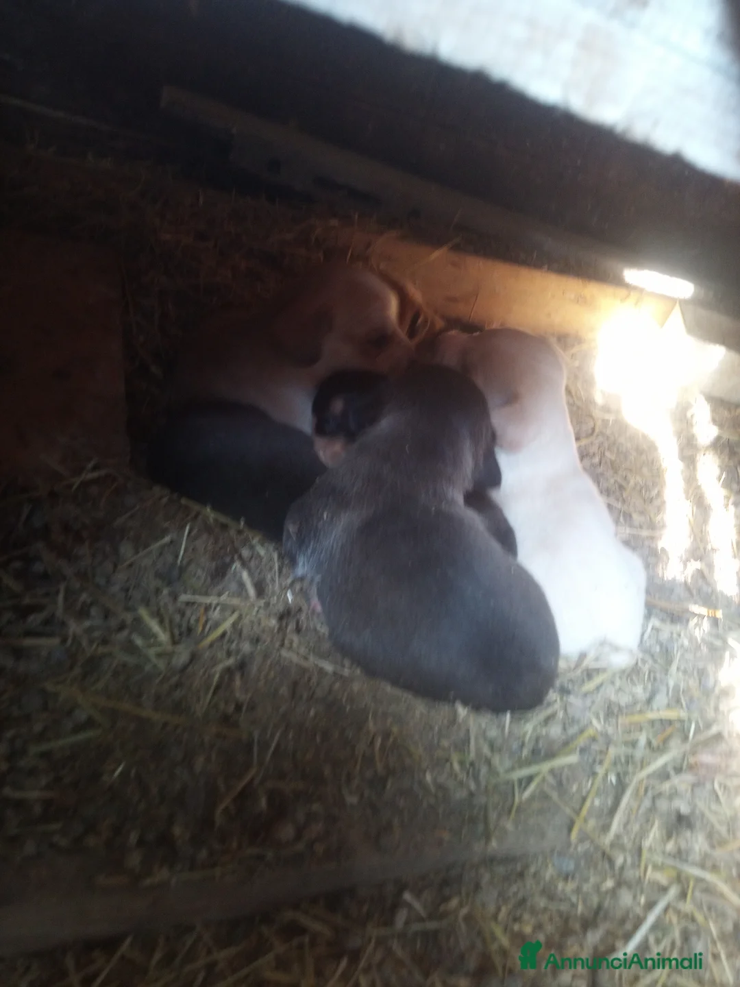 Meticcio cani in regalo: Regalo - Annuncio 8