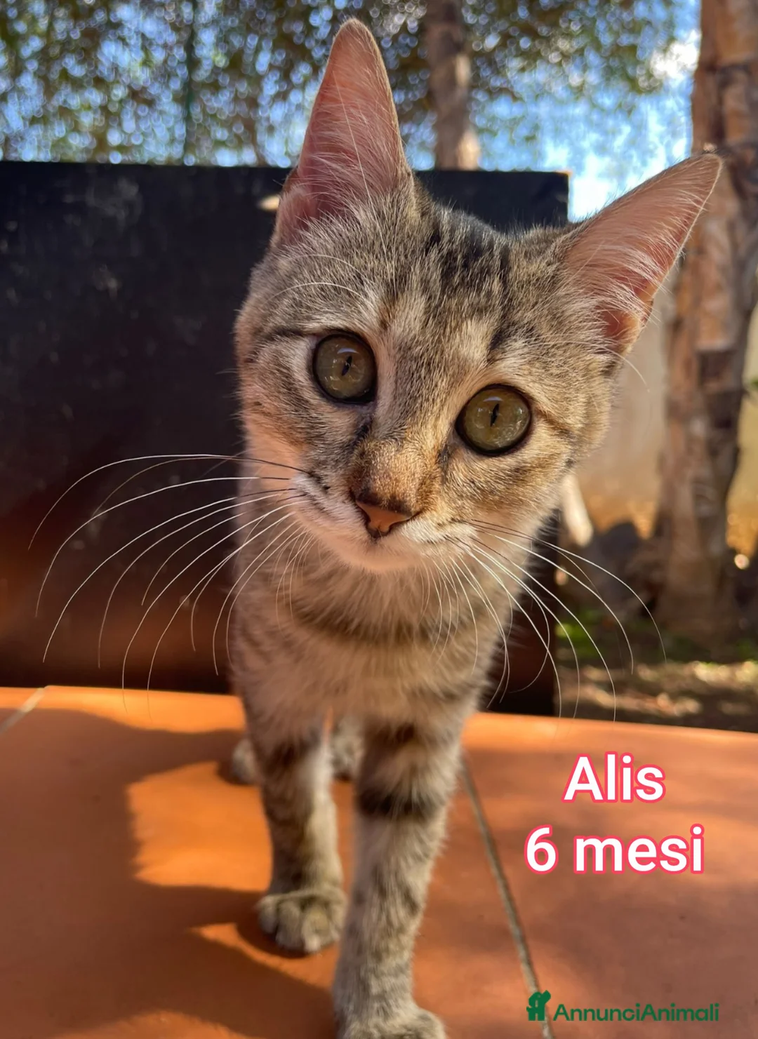 Altre razze gatti in regalo: SERVONO ADOZIONI PER SALVARLI  - Annuncio 9