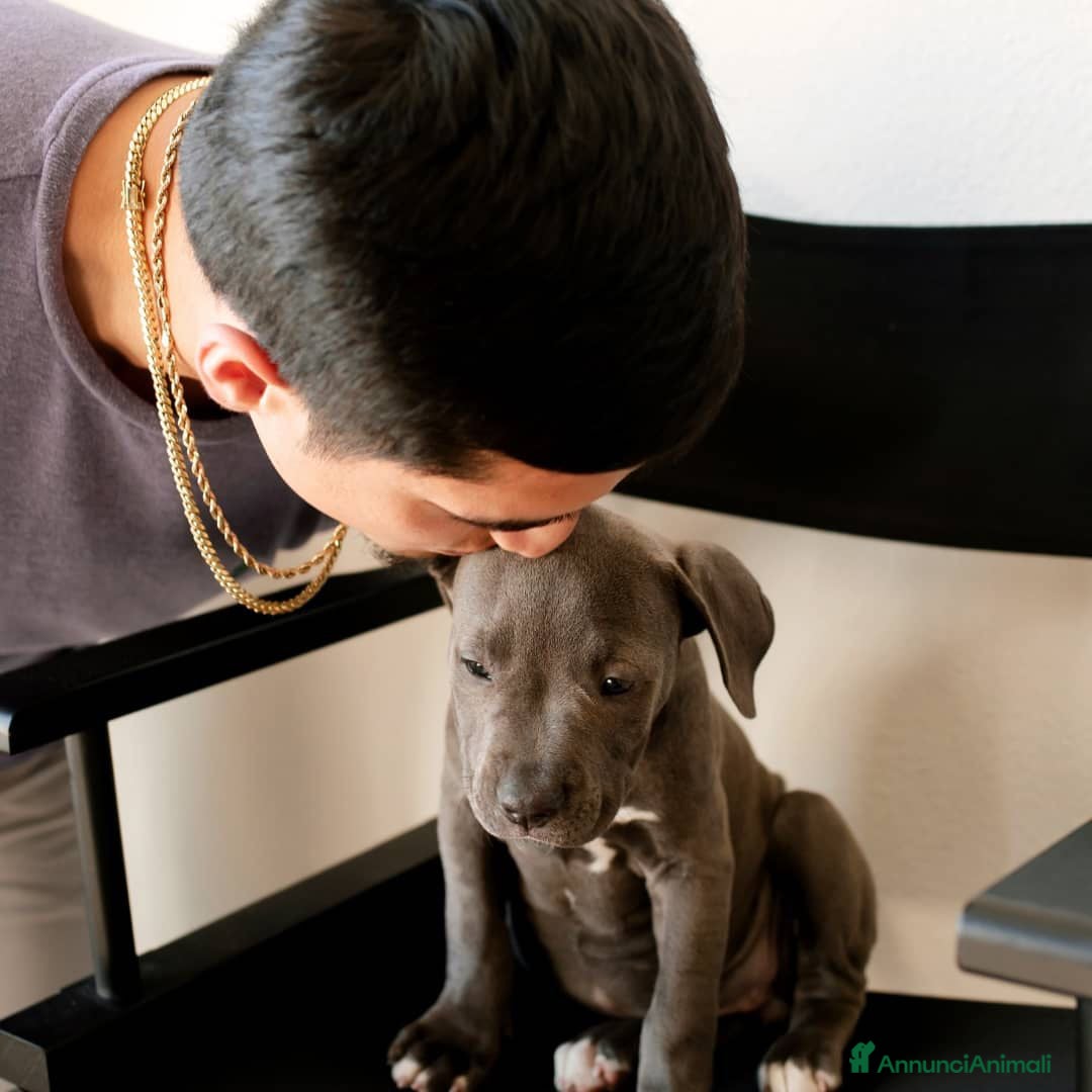 Pitbull cani in regalo: American Pitbull Terrier con pedigree - Annuncio 4