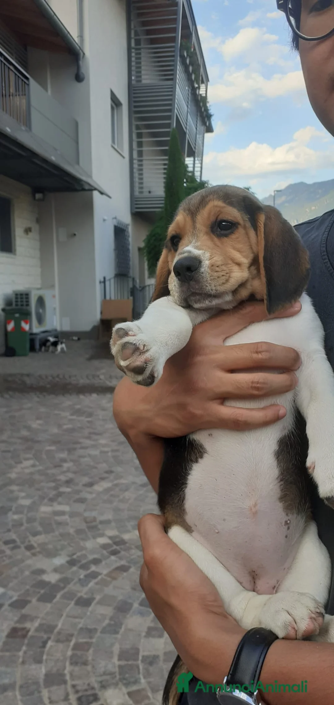 Beagle cani in vendita: ULTIME CUCCIOLE BEAGLE TRICOLORE - Annuncio 2