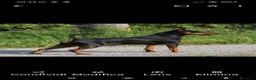 Pinscher Miniatura cani in vendita: Pinscher nano  - Annuncio 10