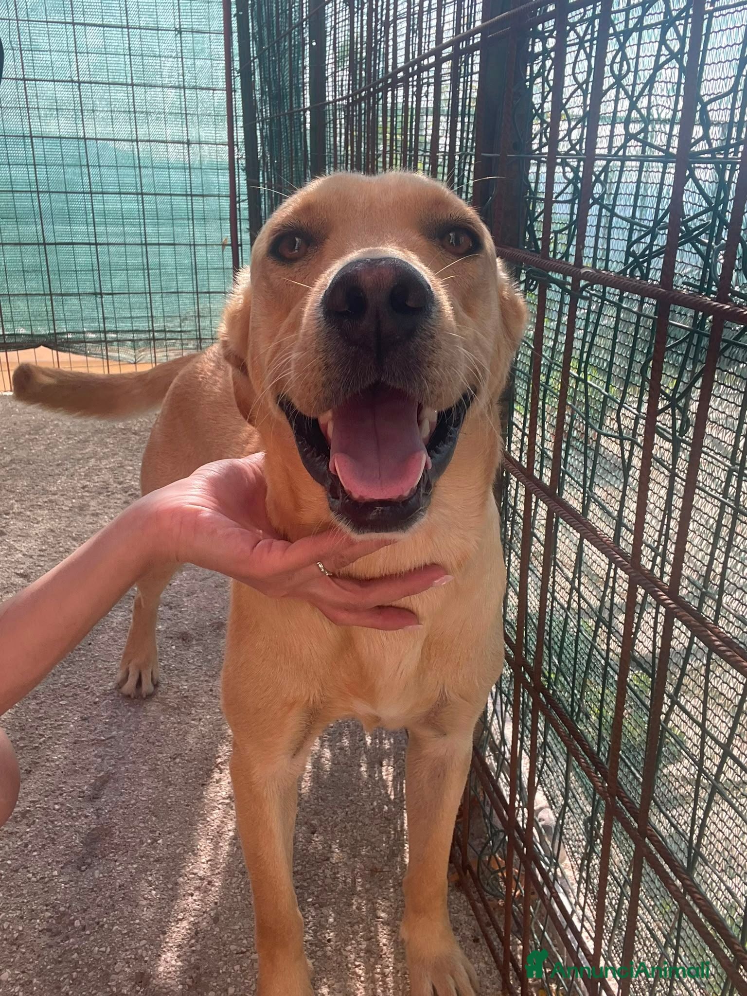 Meticcio cani ARGO DOLCE CUCCIOLONE - Annuncio 2