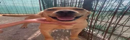 Meticcio cani in regalo: ARGO DOLCE CUCCIOLONE - Annuncio 1
