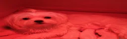 Maltese cani in vendita: Cuccioli di Maltese con pedigree ENCI - Annuncio 12