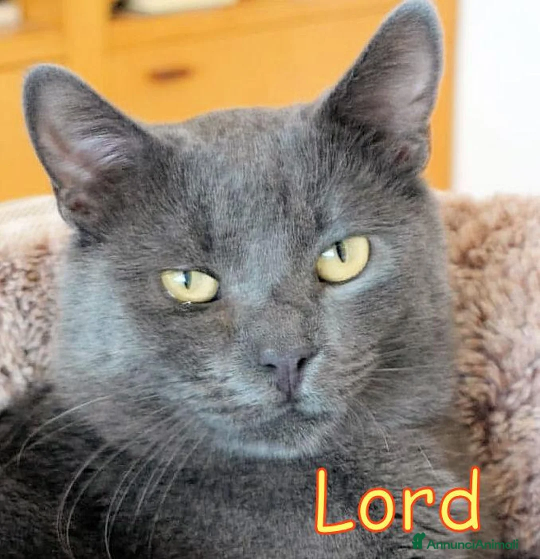 Certosino gatti in regalo: LORD  DOLCISSIMO GATTINO SIMILCERTOSINO - Annuncio 1