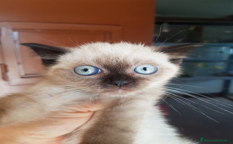 Siamese gatti a Città metropolitana di Roma Capitale - Annuncio 10