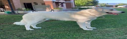 Meticcio cani in regalo: REGALO Bellissima femmina simil Maremmano - Annuncio 4